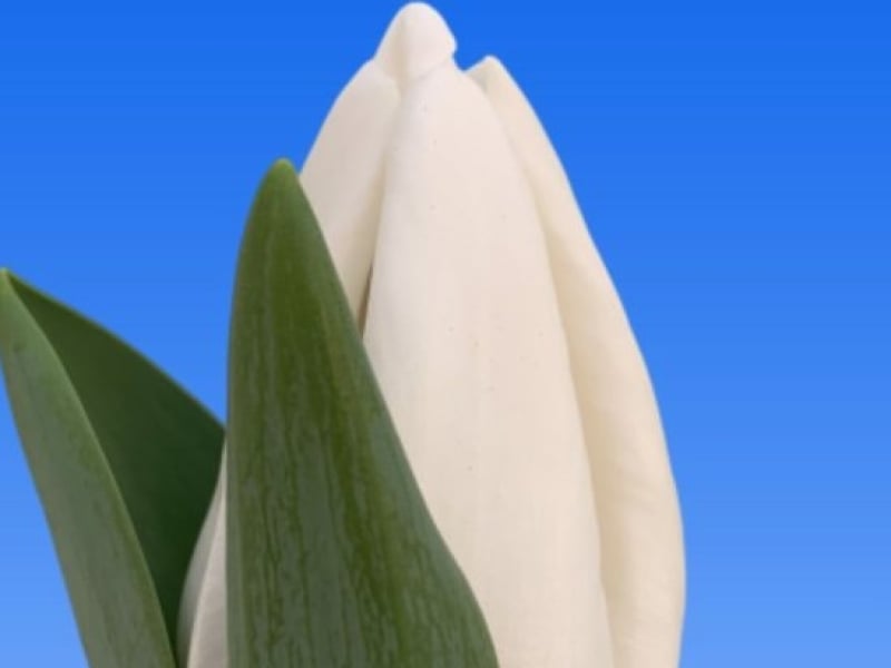 tulips white