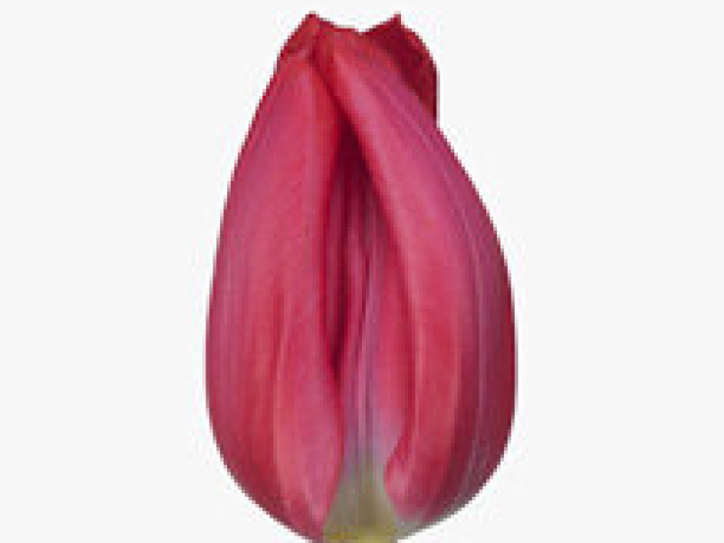 tulipa frontline