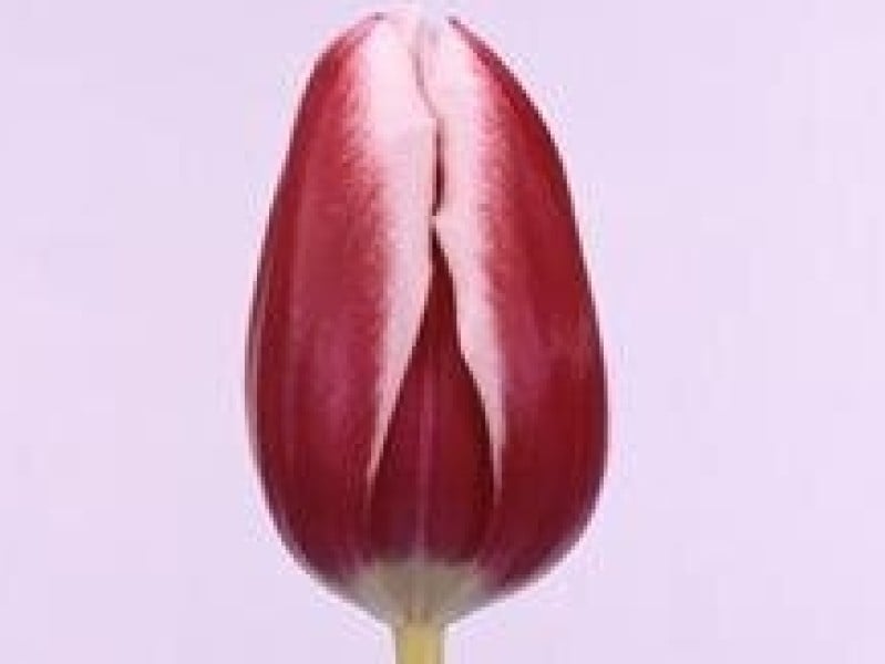 tulipa furand