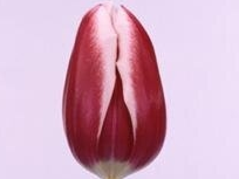tulipa furand