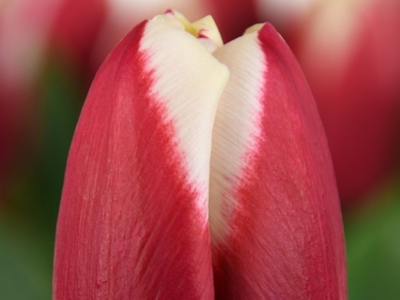 tulipa hema