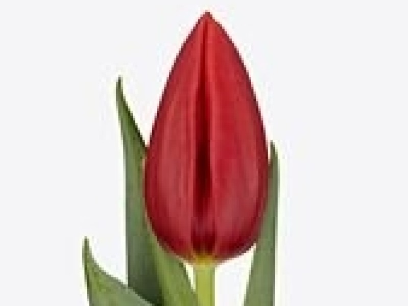 tulipa inxs