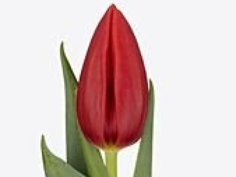 tulipa inxs