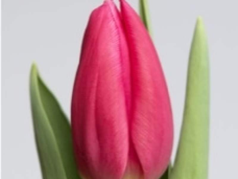 Tulipa Ivanka