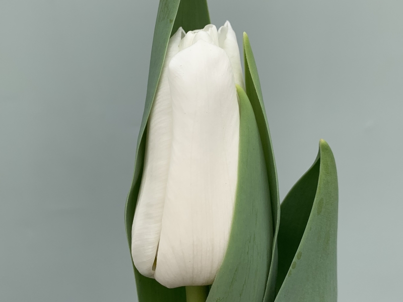 tulips white