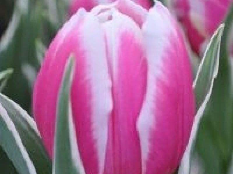 tulipa mark design