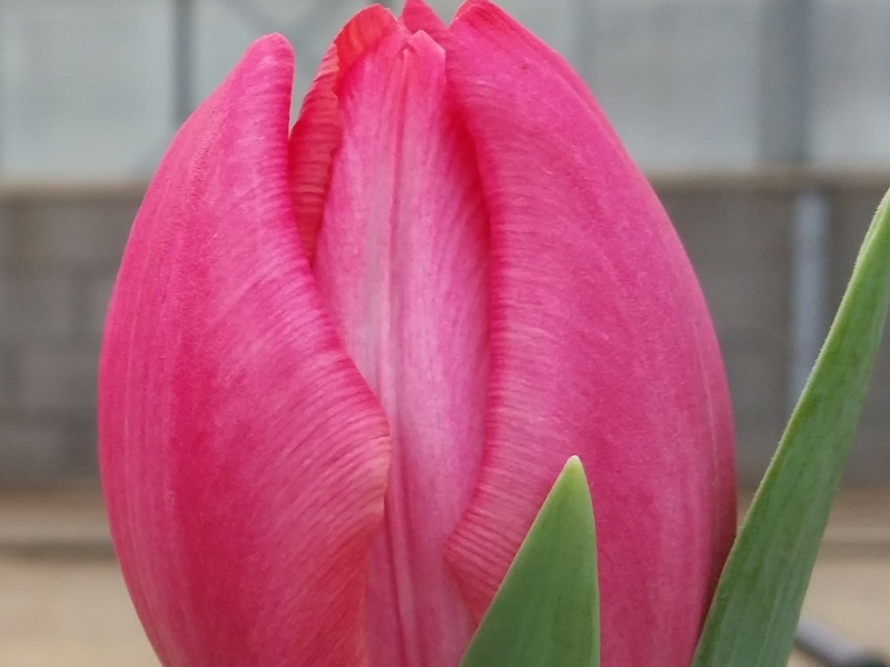 pink tulip, lila tulip