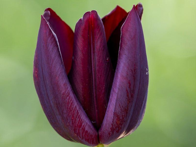 tulipa nightshade