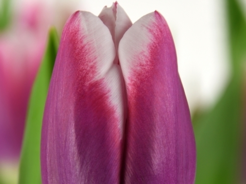 tulipa outlook