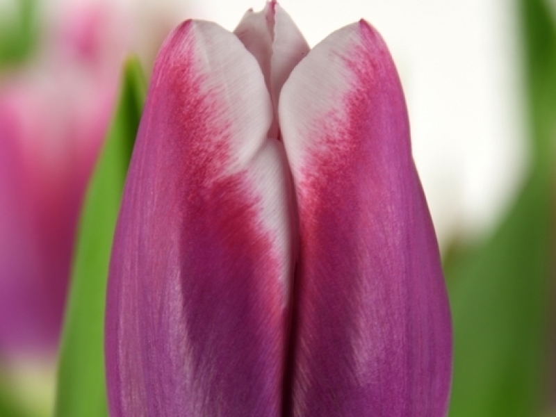 tulipa outlook