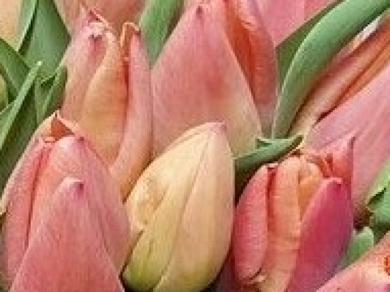 tulip pink