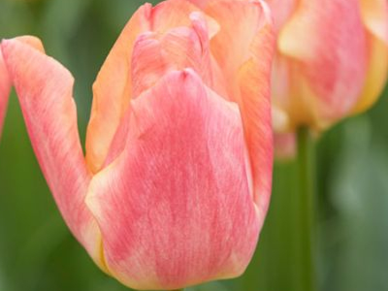 tulipa passio sweet