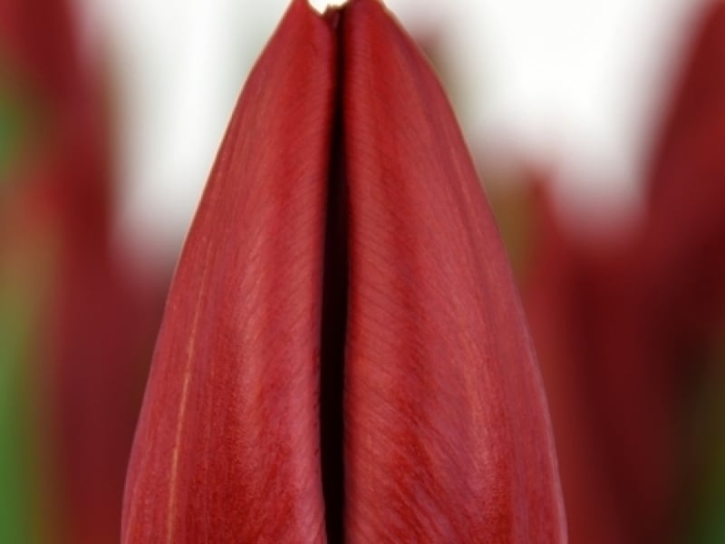 tulipa red