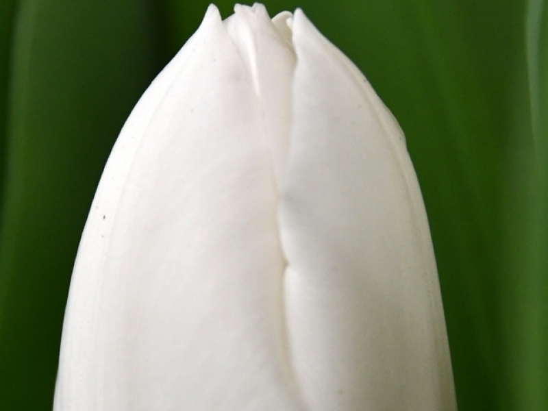 tulips white