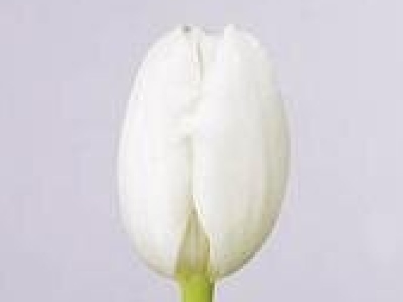 tulipa royal virgin