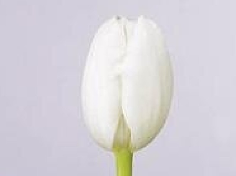 tulipa royal virgin