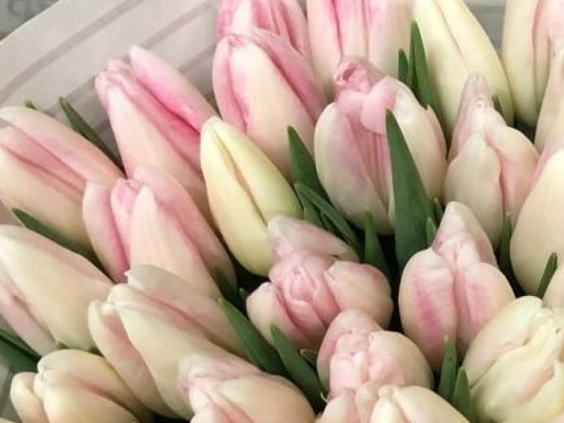 pink tulip