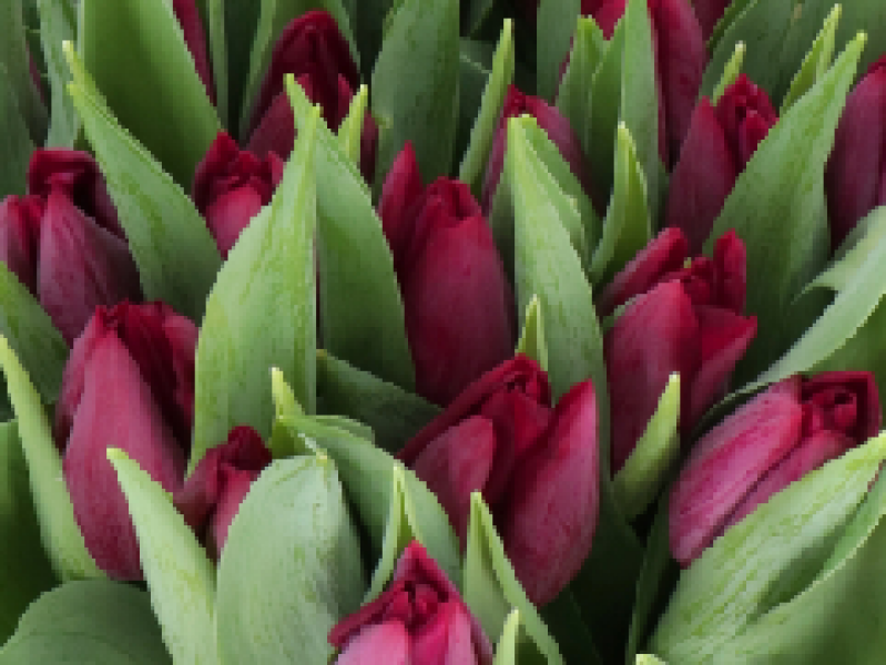 tulipa red