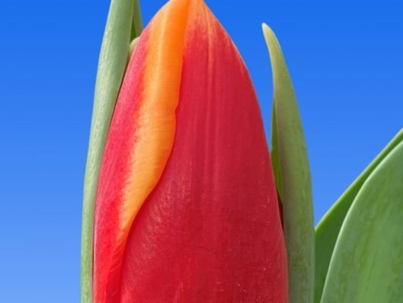 tulips red yellow