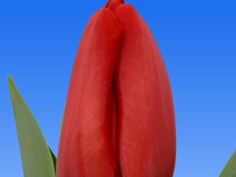 tulipa spoton