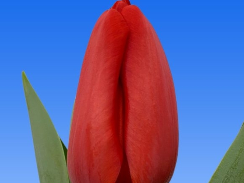tulipa spoton
