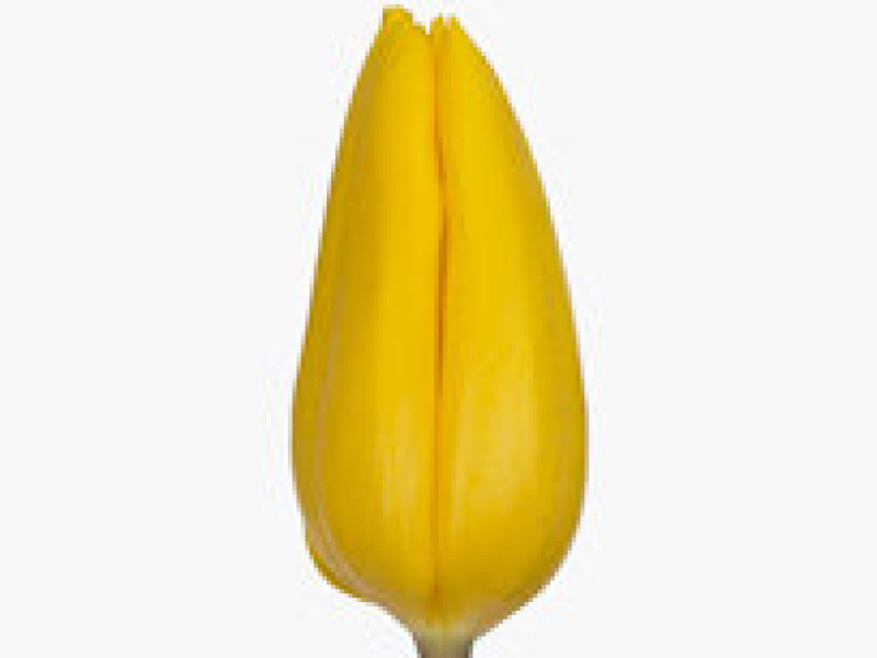 Tulipa Strong gold