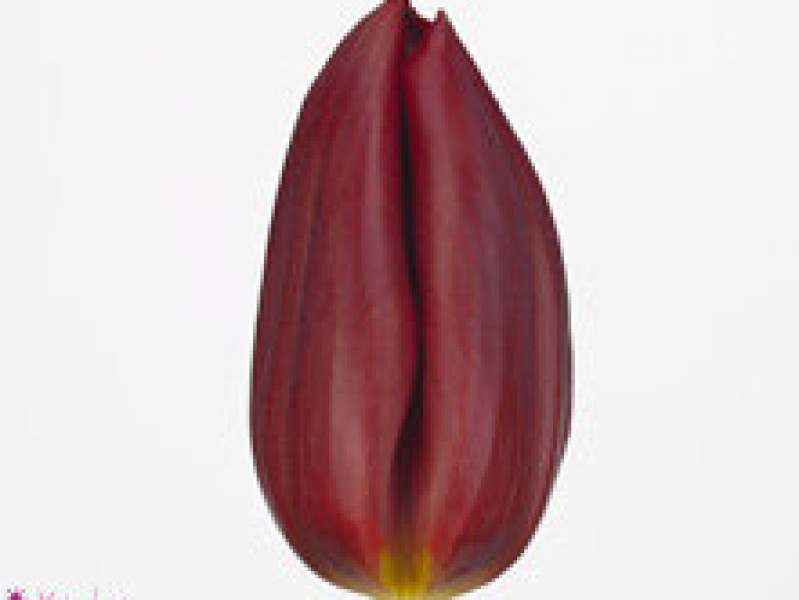 Tulipa Strong Love