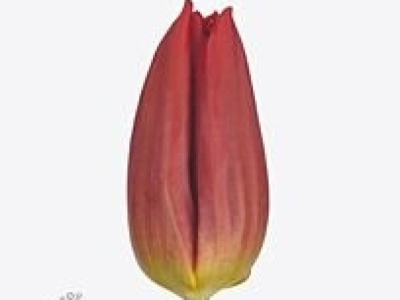 tulipa strong power