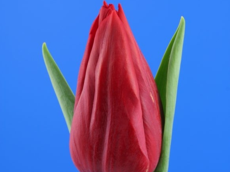 tulipa stronglove