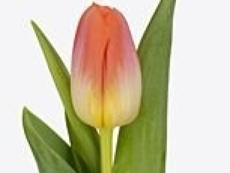tulipa sunrise dynasty