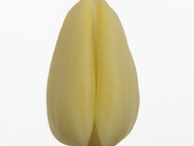 tulipa tiliro