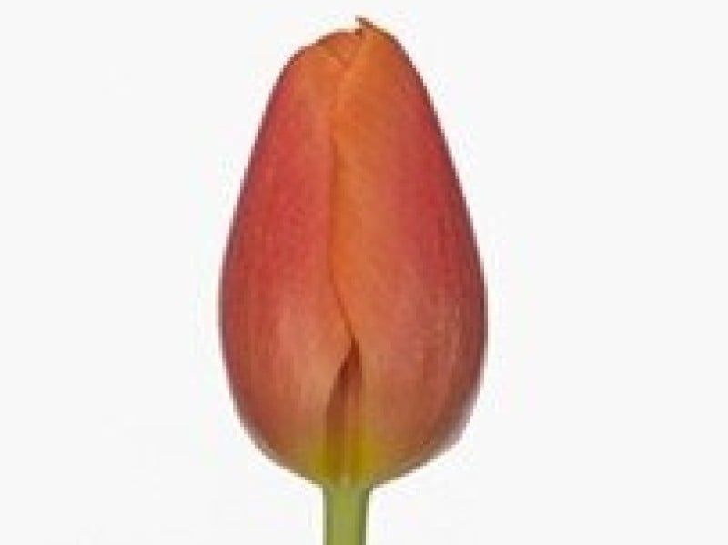 Tulipa time out