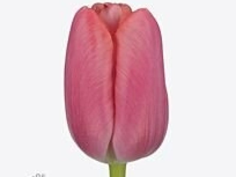 tulipa tresor