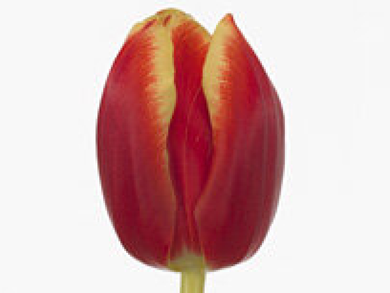 tulipa ungaro