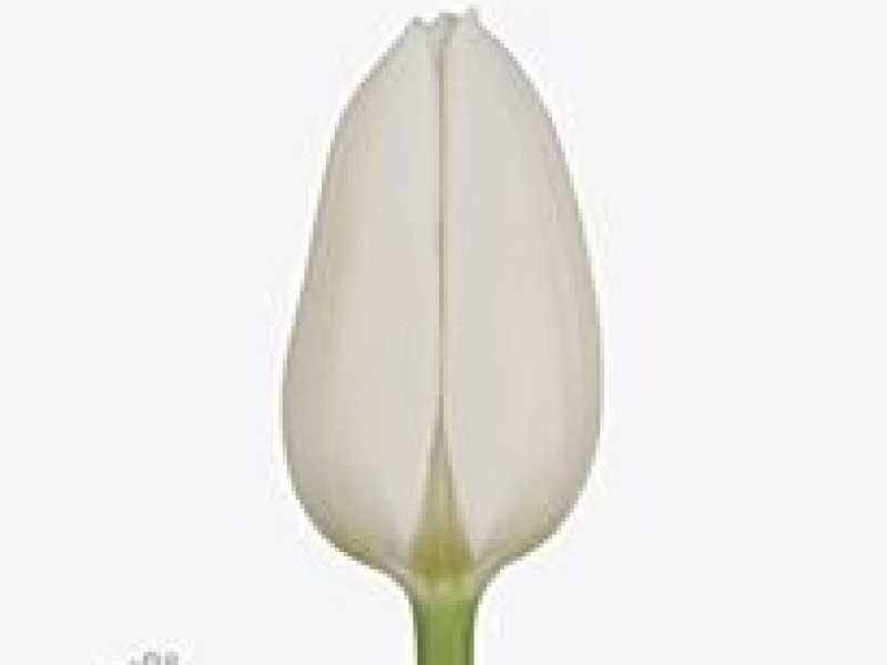 tulipa white marvel