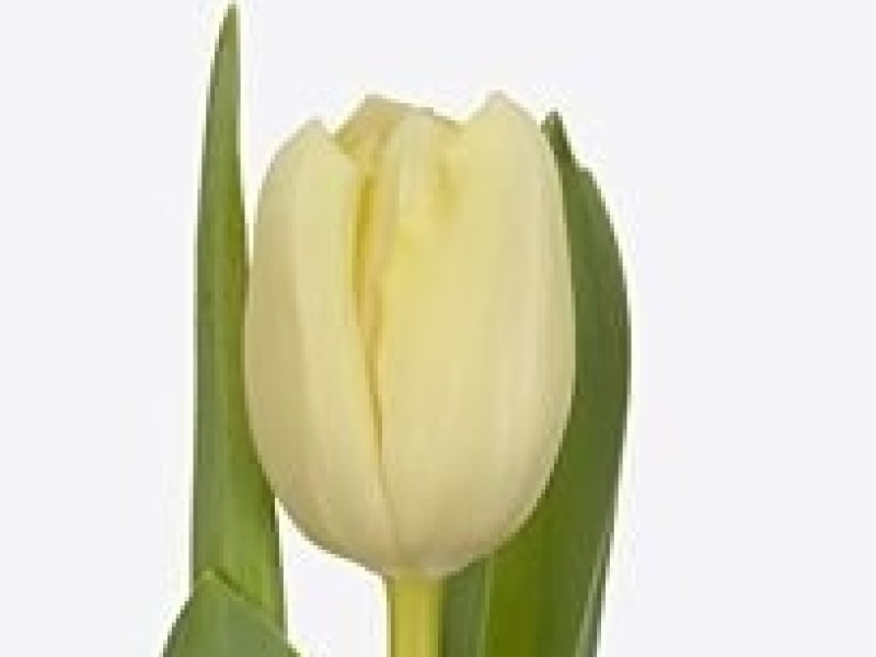tulipa yankee