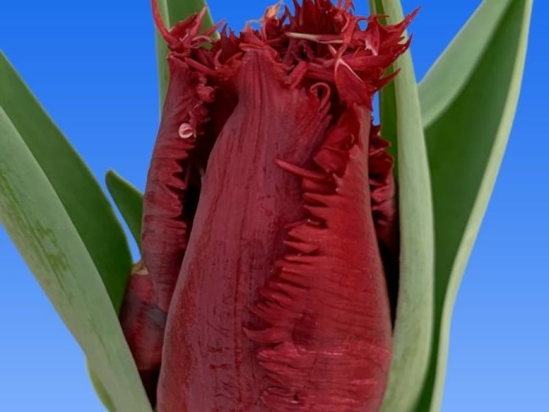 tulips red