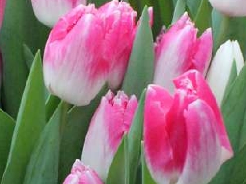 tulips pink rose