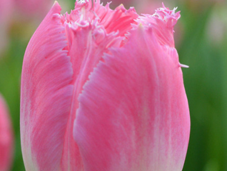 tulips pink rose