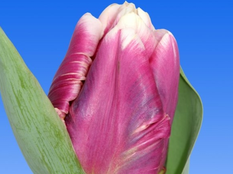 tulipa cracker parrot