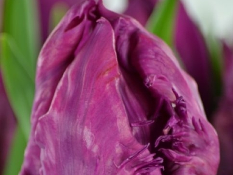 tulipa parrot prince