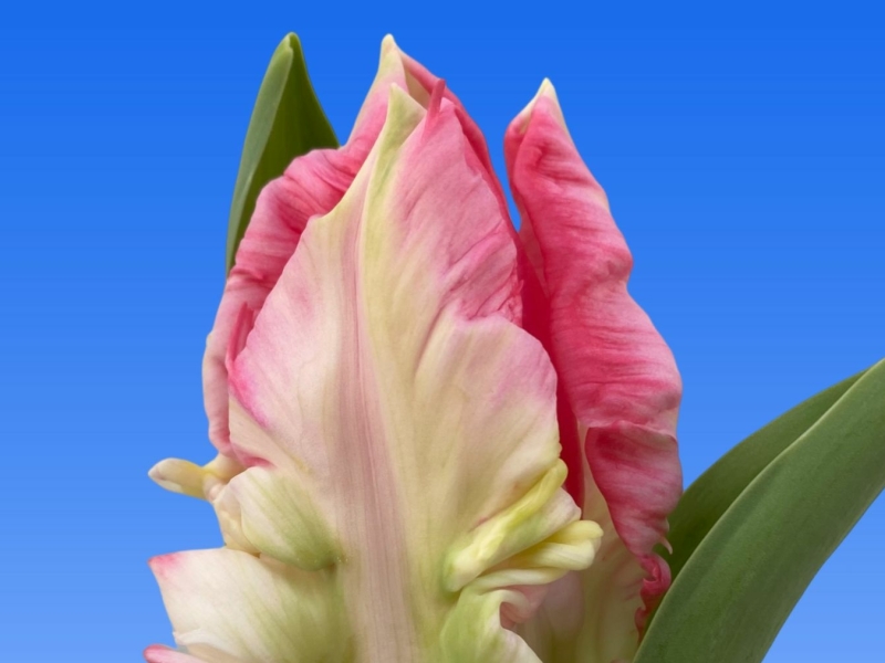 tulipa zambesi
