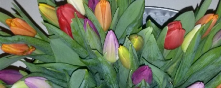 tulips4all