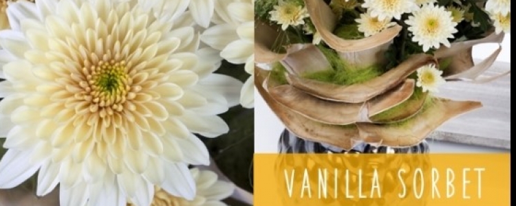 Introducing Vanilla Sorbet