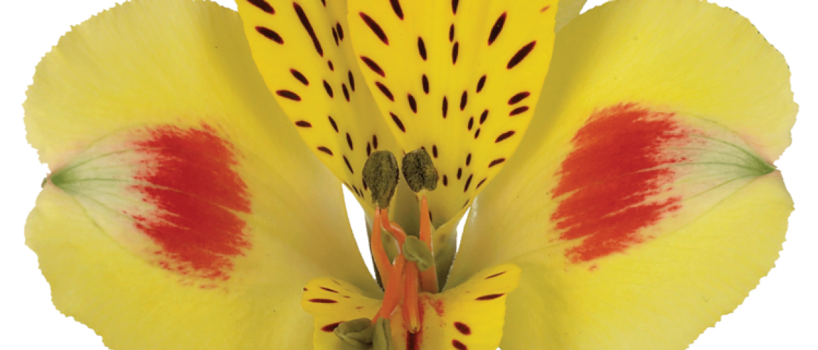 Flowerholland - Alstroemeria