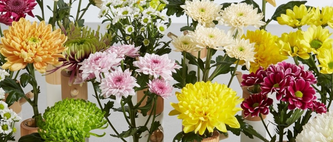 FLOWERHOLLAND CHRYSANTEN