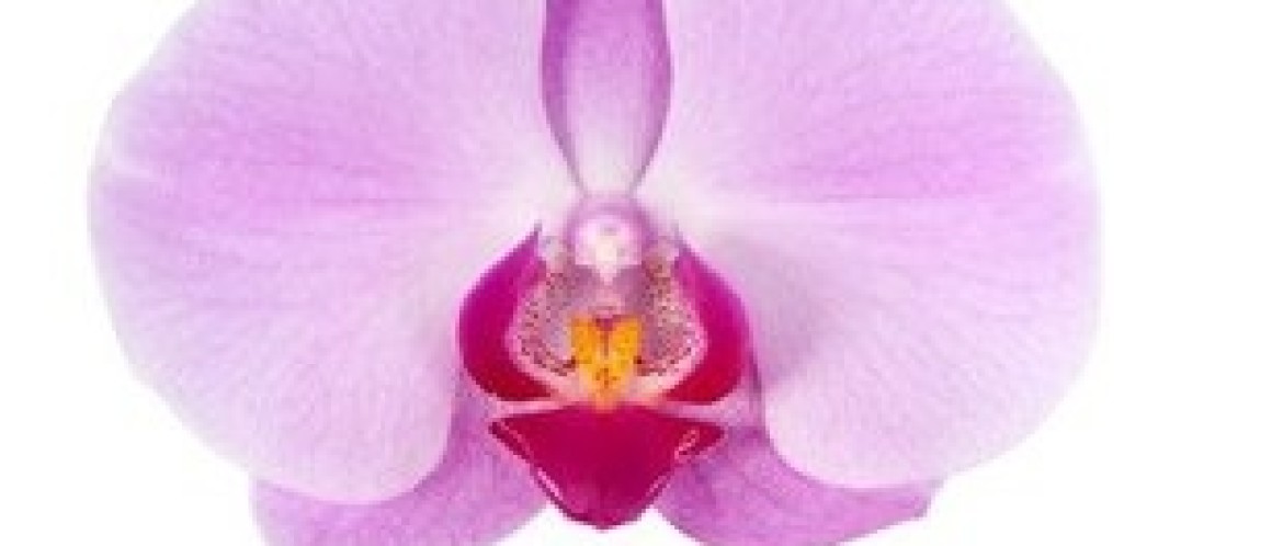 Flowerholland - snij-phalaenopsis