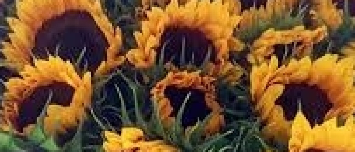 Flowerholland  - Zomerbloemen