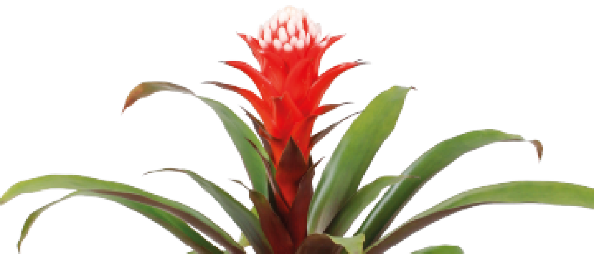 Flowerholland - Bromelia