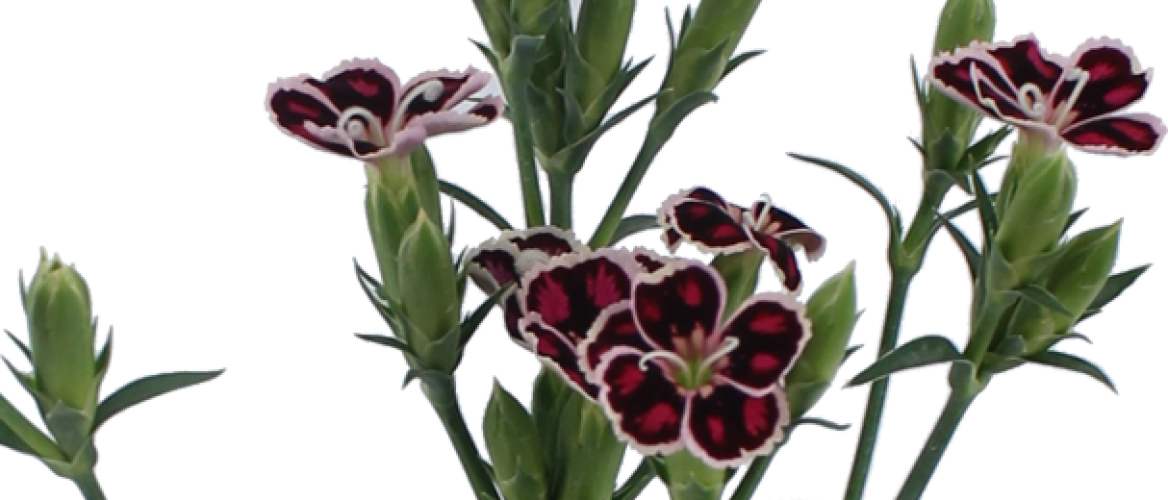 Flowerholland - Dianthus